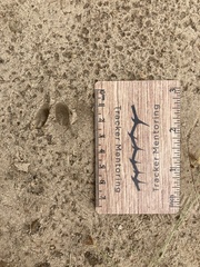 Oreotragus oreotragus