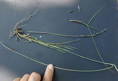 Anthosachne kingiana multiflora