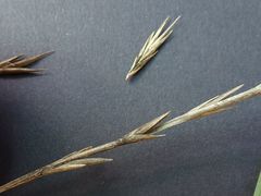 Anthosachne kingiana multiflora