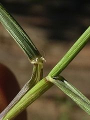 Anthosachne kingiana multiflora