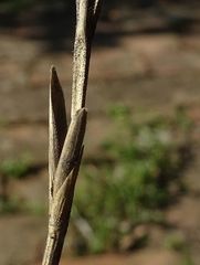 Anthosachne kingiana multiflora