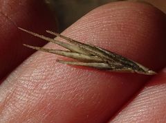 Anthosachne kingiana multiflora