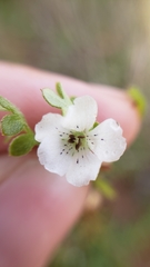 Nemophila pedunculata