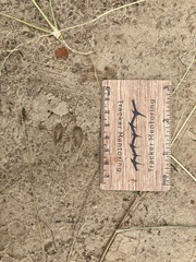 Oreotragus oreotragus