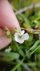 Nemophila pedunculata