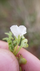 Nemophila pedunculata