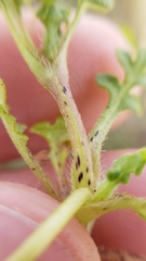 Nemophila pedunculata