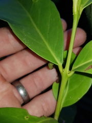 Elaeodendron australe australe