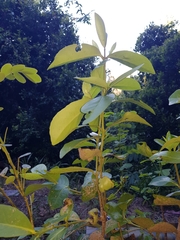 Elaeodendron australe australe