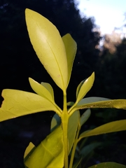 Elaeodendron australe australe