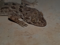 Cyrtopodion scabrum
