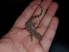 Cyrtopodion scabrum