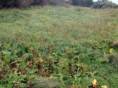 Sonchus grandifolius