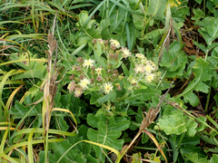 Sonchus grandifolius