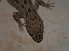 Cyrtopodion scabrum