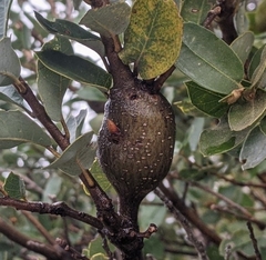 Protobalandricus spectabilis