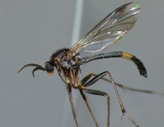 Isoneuromyia harrisi