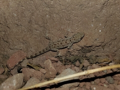 Cyrtopodion scabrum