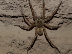 Arctosa