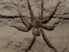 Arctosa