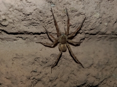 Arctosa