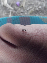 Monomorium salomonis