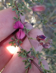 Indigofera spinescens