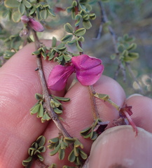 Indigofera spinescens