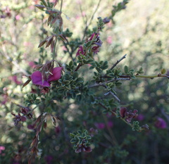 Indigofera spinescens