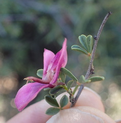 Indigofera spinescens