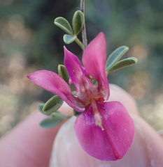 Indigofera spinescens