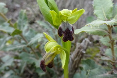 Ophrys fusca fusca