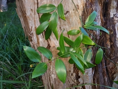 Geitonoplesium cymosum