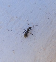 Camponotus cinctellus
