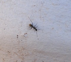 Camponotus cinctellus