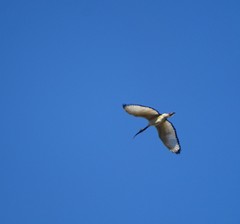 Threskiornis aethiopicus