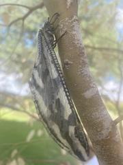 Palparini