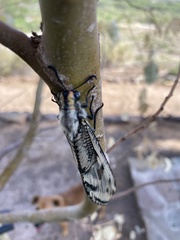 Palparini