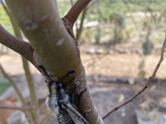 Palparini