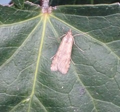 Lepidoptera