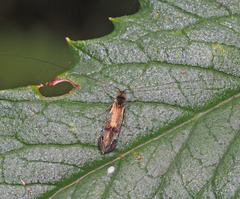 Nemophora topazias