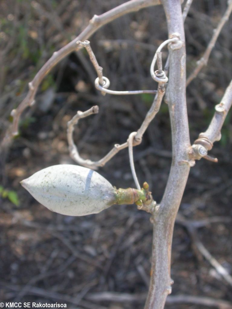 Adenia cladosepala
