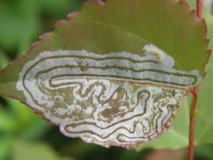 Phyllocnistis labyrinthella