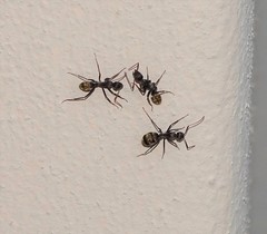 Camponotus cinctellus