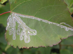 Phyllocnistis labyrinthella