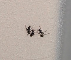 Camponotus cinctellus