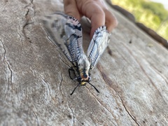 Palparini