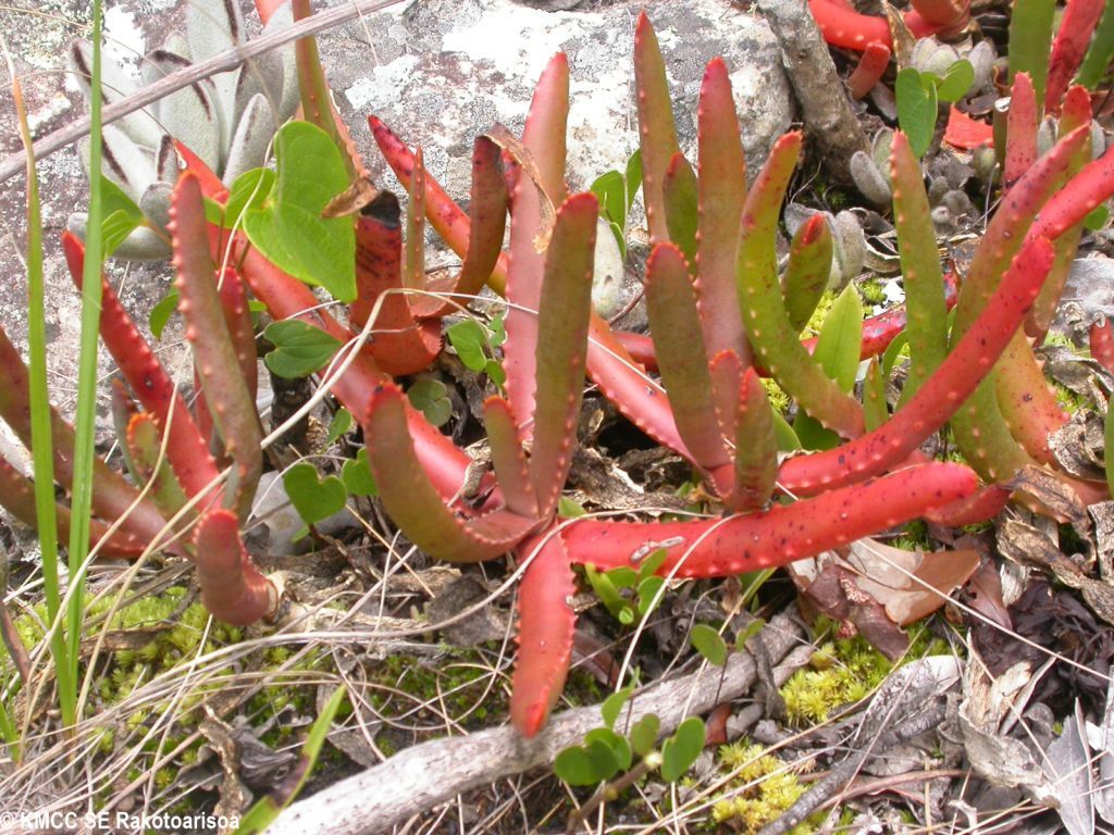 Aloe hoffmannii (Itremo Aloe)