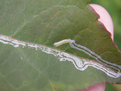 Phyllocnistis labyrinthella