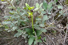 Ophrys fusca fusca